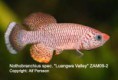 /album/fotogalerie/fish-jpg/